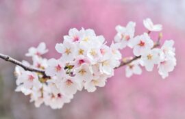 韓国語の未来形をマスターしよう 動詞の活用から訳し方まで K Village Tokyo 韓国語レッスン