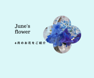 🌷6月に咲くお花と花言葉を紹介💁🏻‍♀️🪻いくつ知っていますか？🪻