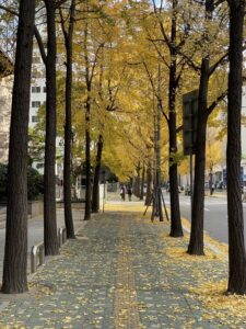 秋に行くならここどう？ 涼しくなったら歩きたい韓国の散歩スポット🍂