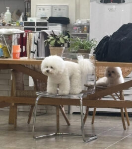 いろんな犬種のわんちゃんに会える！？犬カフェin弘大