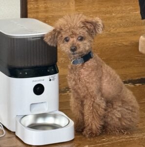 元の犬の写真